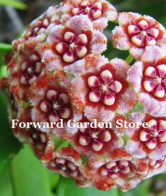 Hot ! 100 Pcs Rare Hoya Bonsai Flower For Home Garden, Ball Orchid Perennial Flowers Natural Growth For Garden Ornamental Plants