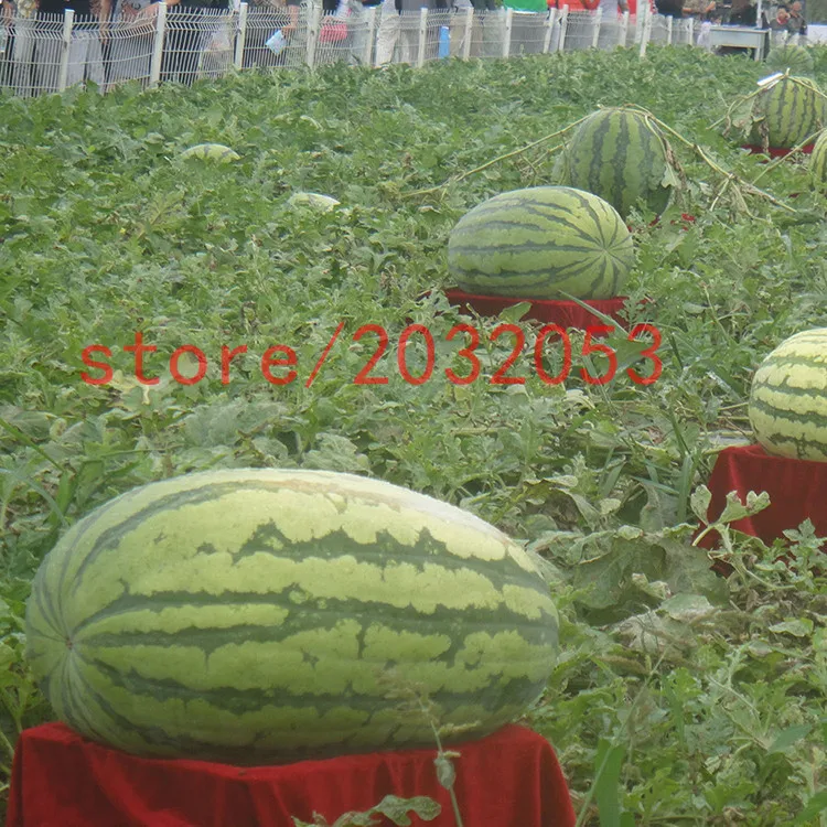 

bonsai fruit 30 GIANT watermelon Darunok fruit and vegetable for home garden