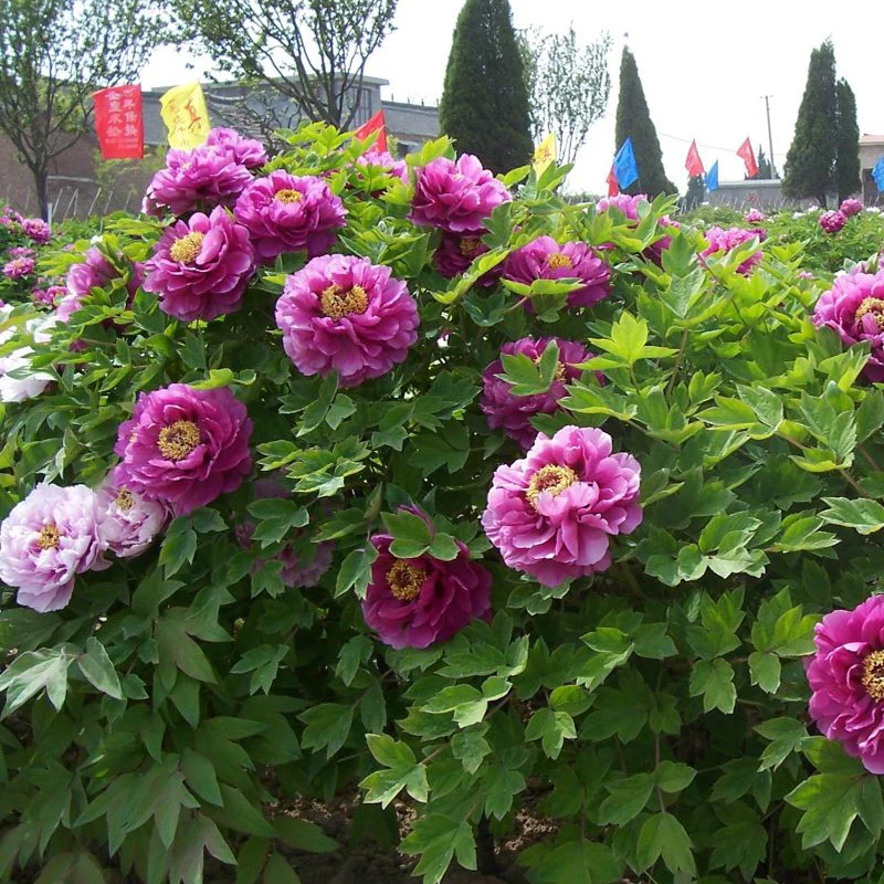 Buy Hot Unique Purple Peony Flowers