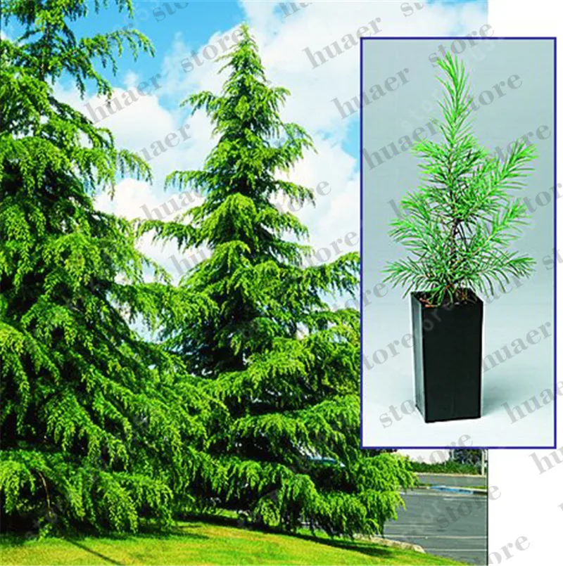 

100 PCS/bag Sacred Japanese Cedar bonsai ornamental tree for home garden