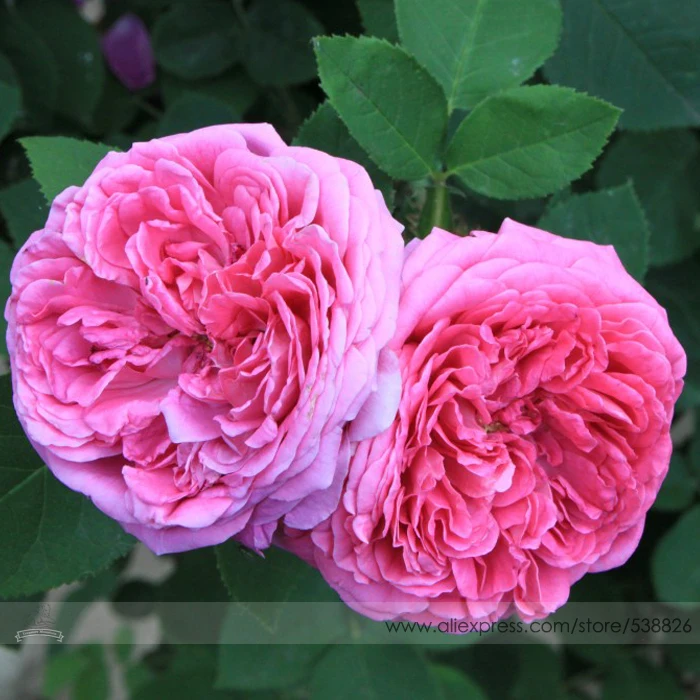 Por Pink Flowering Bushes Lots Pink Flowering Bushes