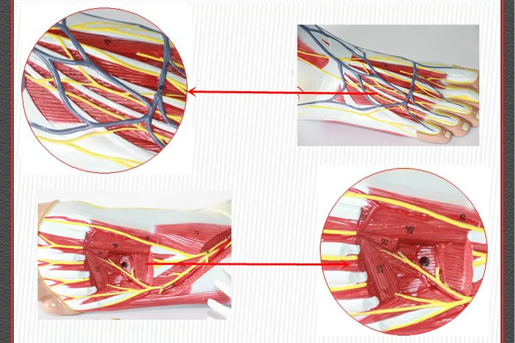 И 1:1 натуральный размер ноги анатомическая модель, лодыжки мышцы нервы сосудистые модель Связки, 3 части, профессиональное медицинское образование