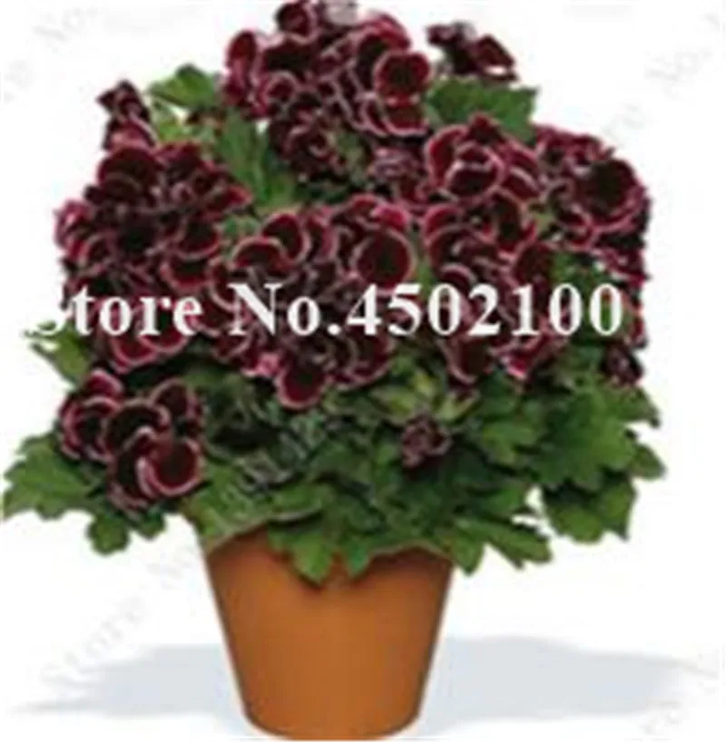 Bonsai Geranium 100 Pcs Japanese Yellow Ppleblossom Rosebud Pelargonium Flowering Geranium Balcony plant For Home Garden Bonsai Geranium 100 Pcs Japanese Yellow Ppleblossom Rosebud Pelargonium Flowering Geranium Balcony plant For Home Garden