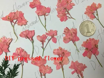 

Pressed flower dried flower DIY material Sticks with pink swallows sale 1 lot/10bags Free shipment