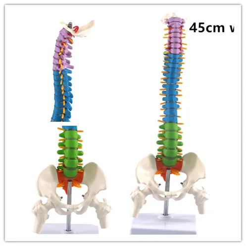 45 см с тазовой анатомической анатомией человека позвоночника медицинская модель спинальной колонки учебные материалы для студентов-медиков