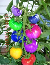 100pcs/bag rainbow tomato seeds, rare tomato seeds, bonsai organic vegetable & fruit seeds,potted plant for home &garden