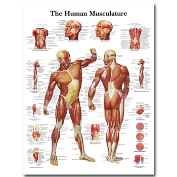 

Human Anatomy Muscles System Art Silk Cloth Poster Print 24x32 32x43 inch Body Map Pictures for Medical Education 012