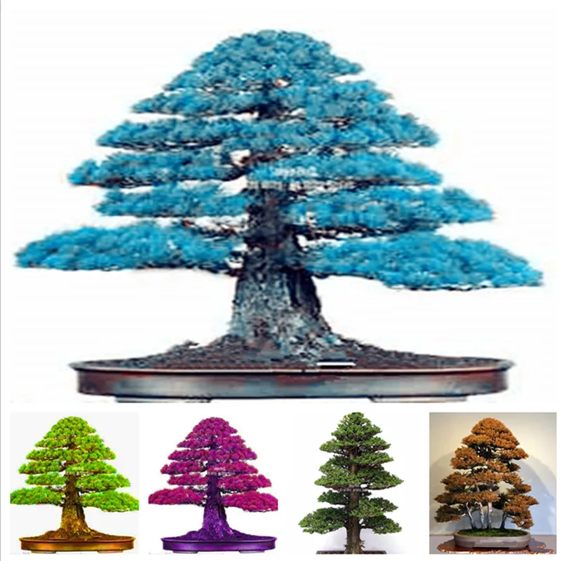 Details about 100PCS Rare Tree bonsais Bonsai Plant JAPANESE Cedar
