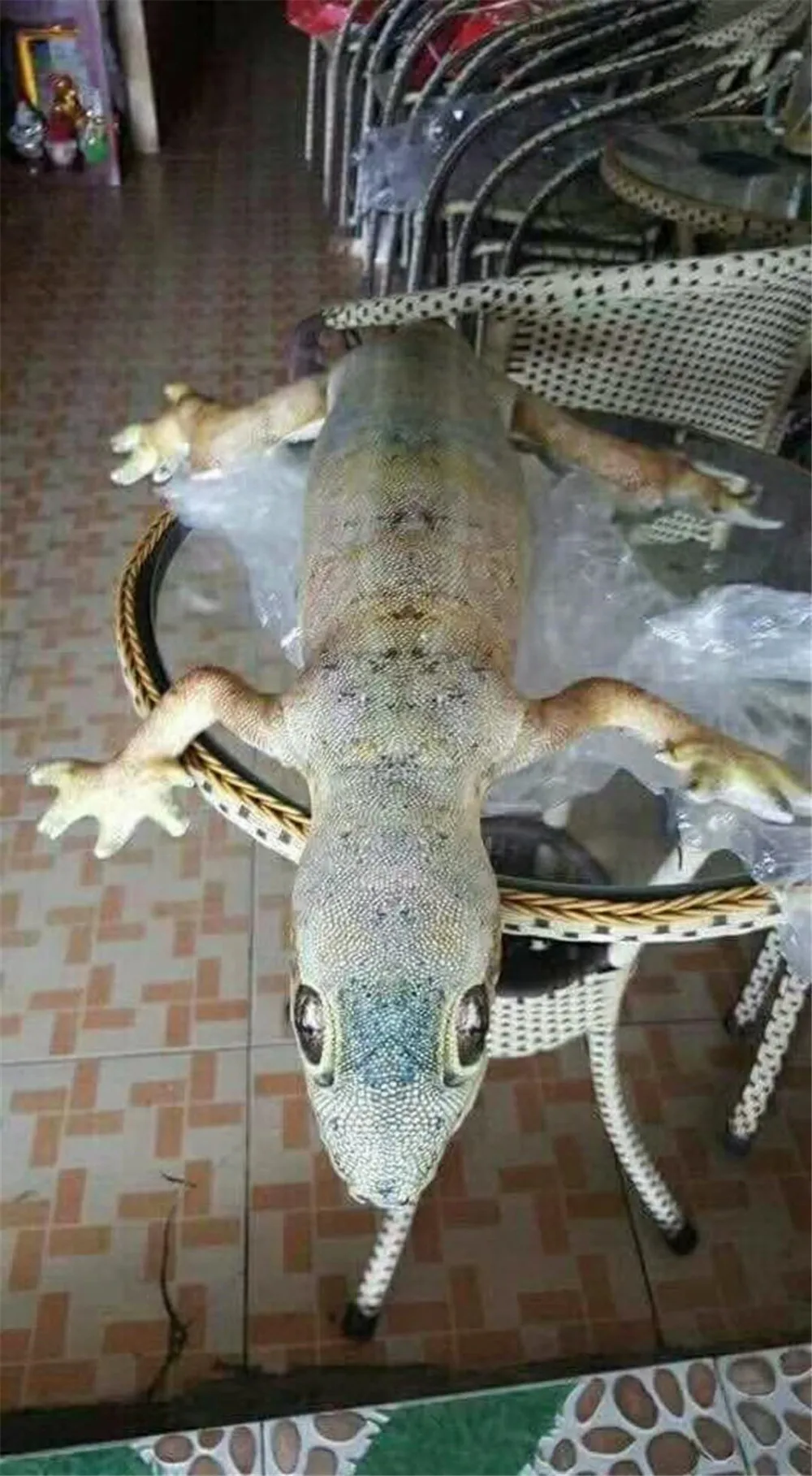 lizard doll