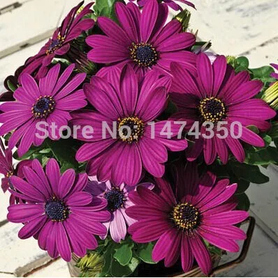 

Osteospermum Ecklonis Bonsai - 50PCS South African marigold Flower Bonsai Half Hardy Perennial Home Garden Bonsai Free shipping
