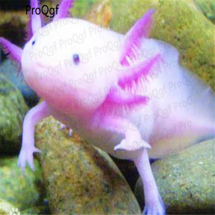 

10Pcs A Set Axolotl