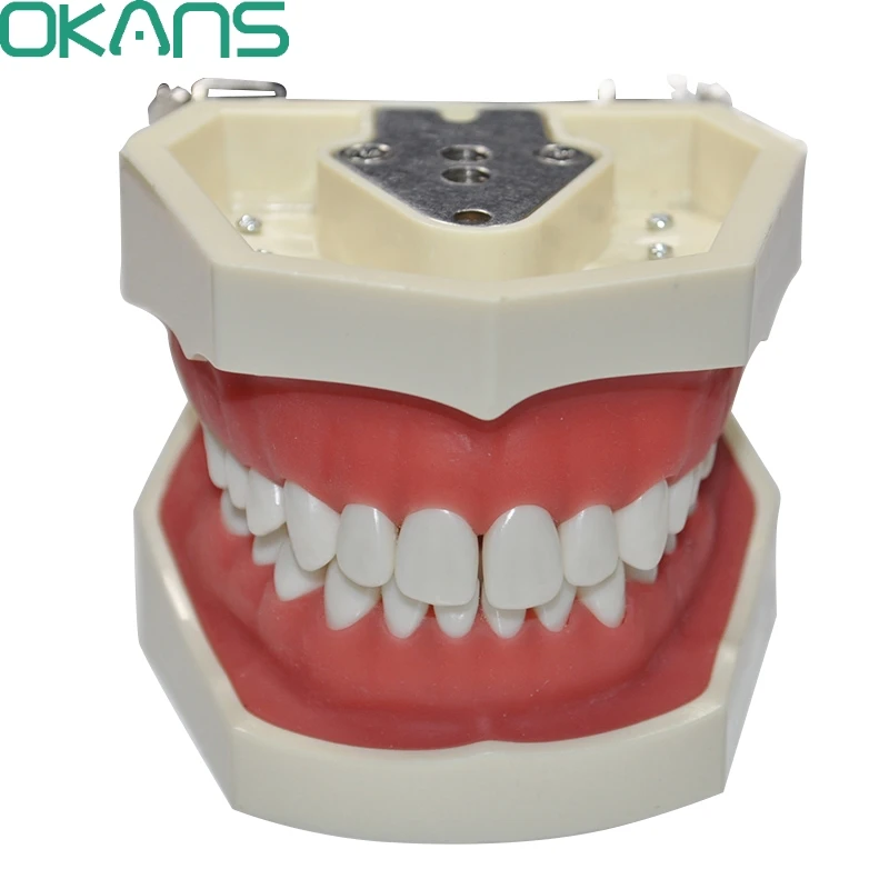 

Dental Universal Plate Type Removable Dental Upper Lower Jaw Anatomy Model Teeth Model 28 Teeth