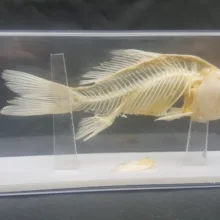 Настоящая Рыба Скелет Кость встраивания образец Кролик модель обучающие игрушки