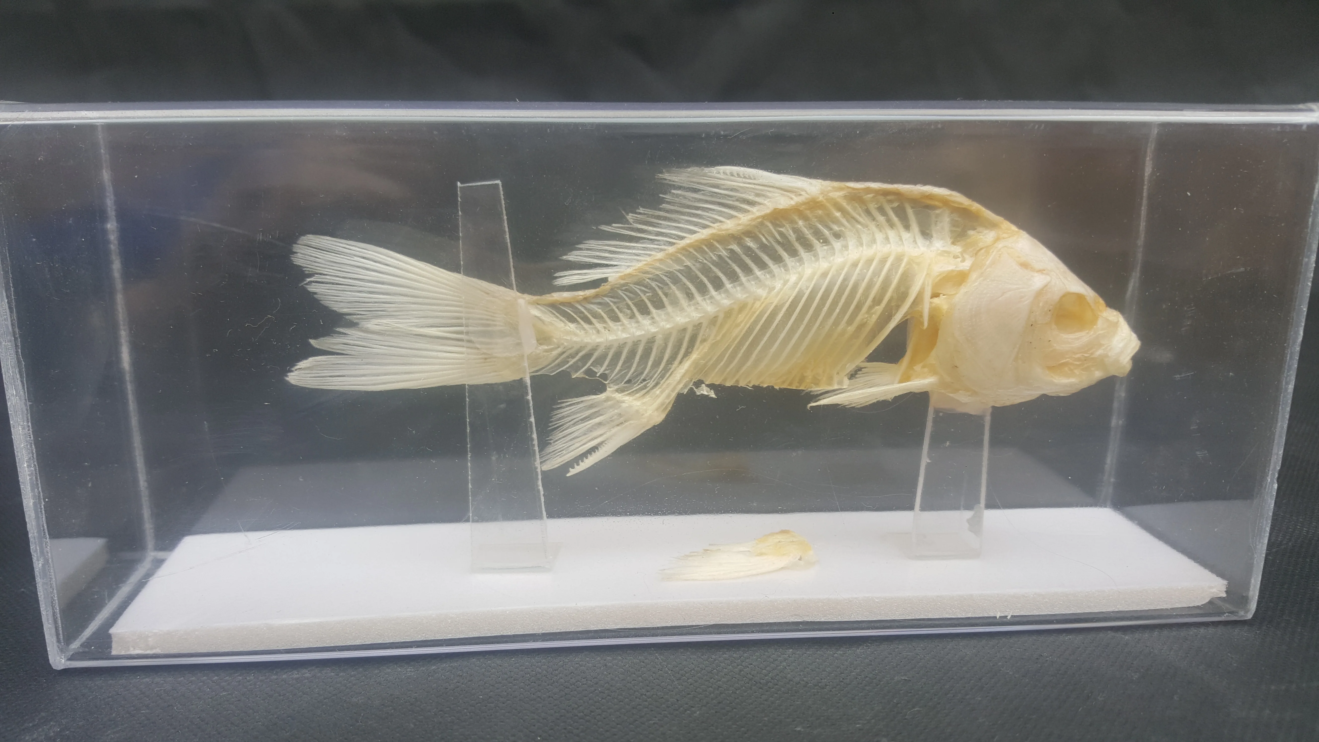 

Real Fish Skeleton Bone Embedding Specimen Rabbit Model educational toys