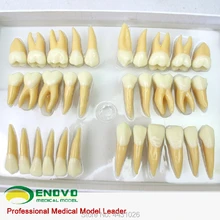 Зубные протезы зубной модели ENOVO