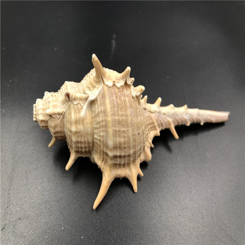

Size about 10cm 2pcs Natural seashell Craft decorination toys big natural conch DIY craft decor