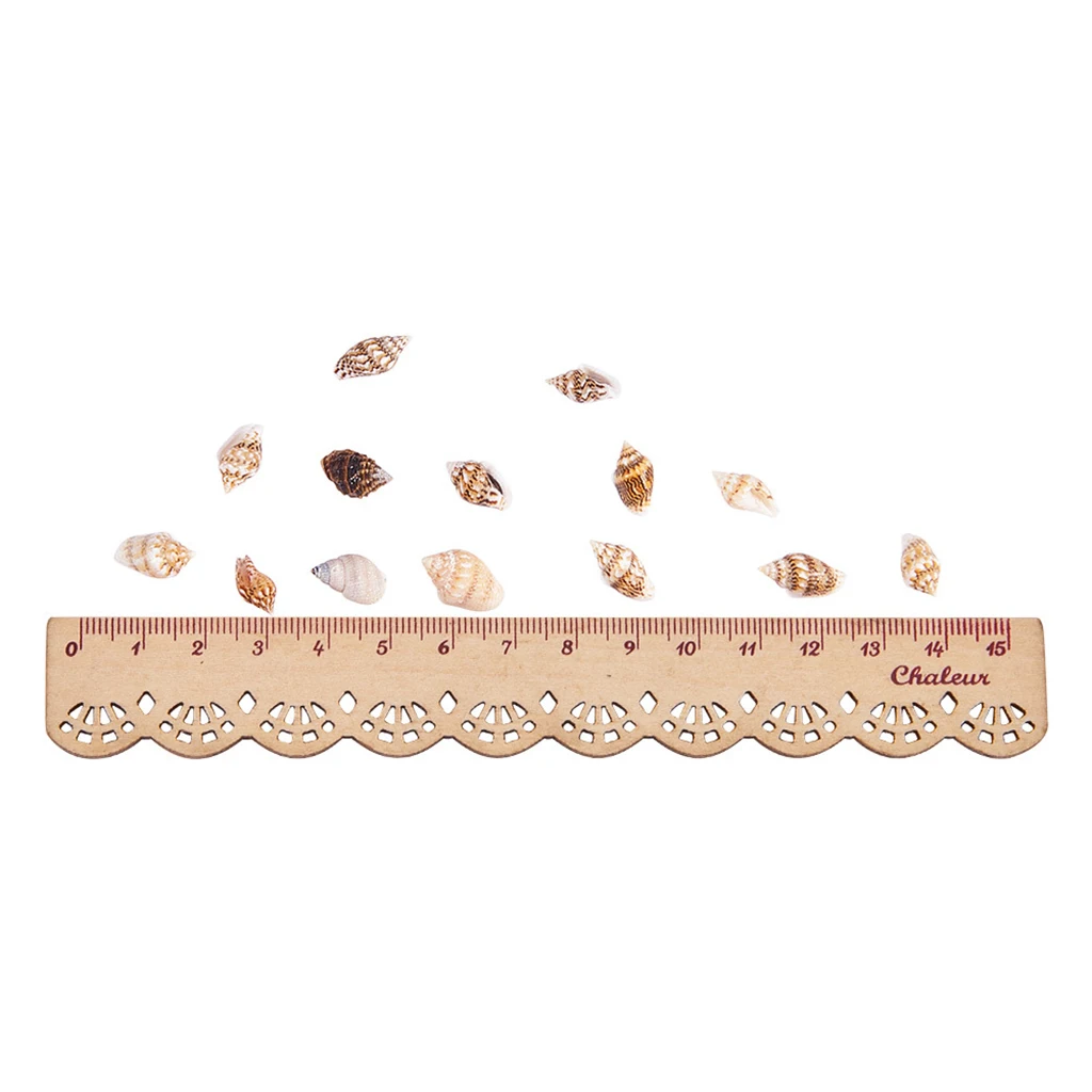 Lot Mini Natural Shells Seashells Beach Wedding Display Craft Conch Shell Box Seashell Home Decoration Accent DIY Craft Supplies