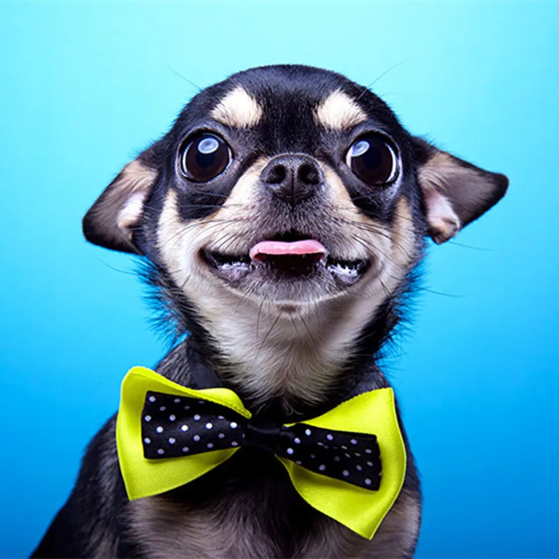

Diamond painting chihuahua 5D DIY Diamant Painting Cross Stitch kits Full square Dimond Painting cartoon Mosaic christmas cards