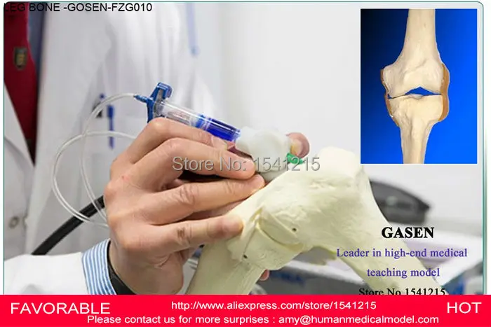 

LIFE SIZE MEDICAL HUMAN FEMUR AND TIBIA ANATOMICAL SKELETON MODEL,HUMAN SKELETON AND TIBIA MODEL WITH JOINT-GASEN-FZG010