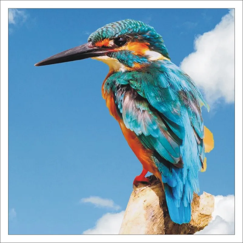 3D DIY full diamond square painting cross stitch kit embroidery kingfisher home decoration mural gift T407 | Дом и сад