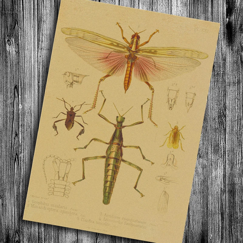 

Vintage Insects Poster Dragonfly Cricket Grasshopper Painting Kraft Paper retro Wall Sticker House Decor Bar Pub Cafe bedroom