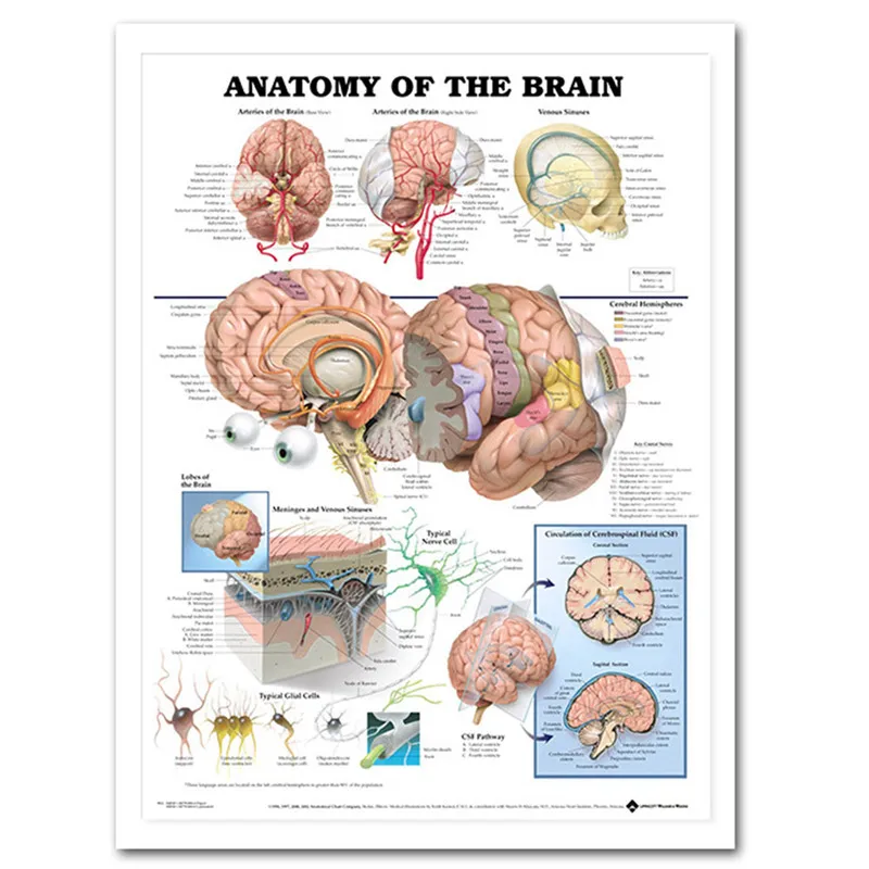

Human Anatomy Muscles Poster System Art Silk Chart Print Body Map Wall Pictures For Medical Education Home Decor