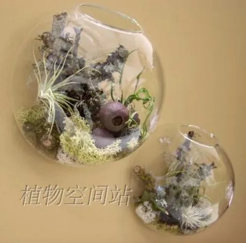 6pcs-set-wall-hanging-glass-fishbowl-wall-planter-vase-for-home-decor-garden-decor-house-ornament (1)