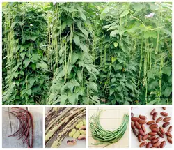 Продажи китайских длинная фасоль Vigna Unguiculata бонсай питание и вкусные Редкие Фиолетовый двор длинные боб овощ бонсай сад 20 шт