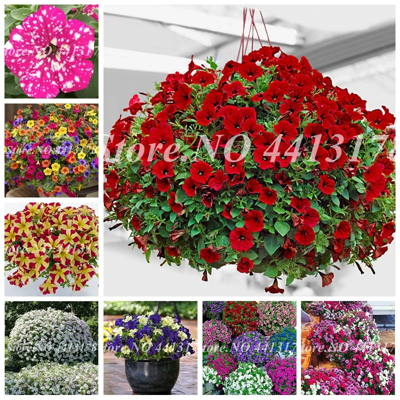 

100 pcs Rare Colour Petunia plant Bonsai Flower plant Short Height Garden Perennial Flowers plant Indoor Or Outdoor Plant Pot