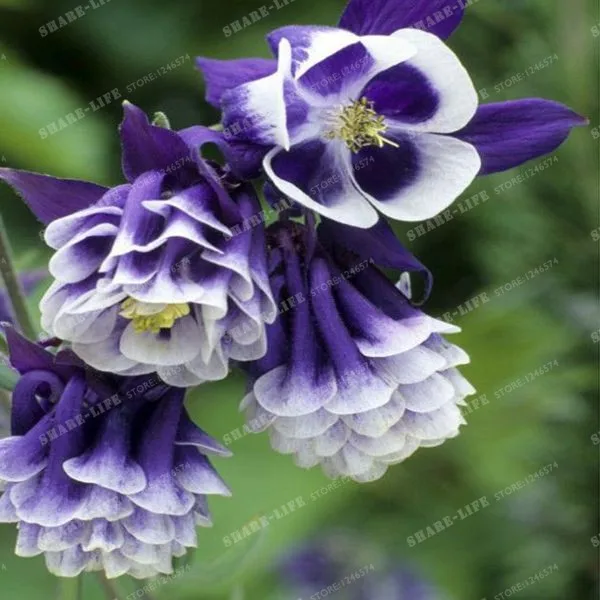 

100 Mixed Aquilegia (Columbine)Bonsai Long Bloom Season Hardy Flower Beautiful DIY Home Garden Plant