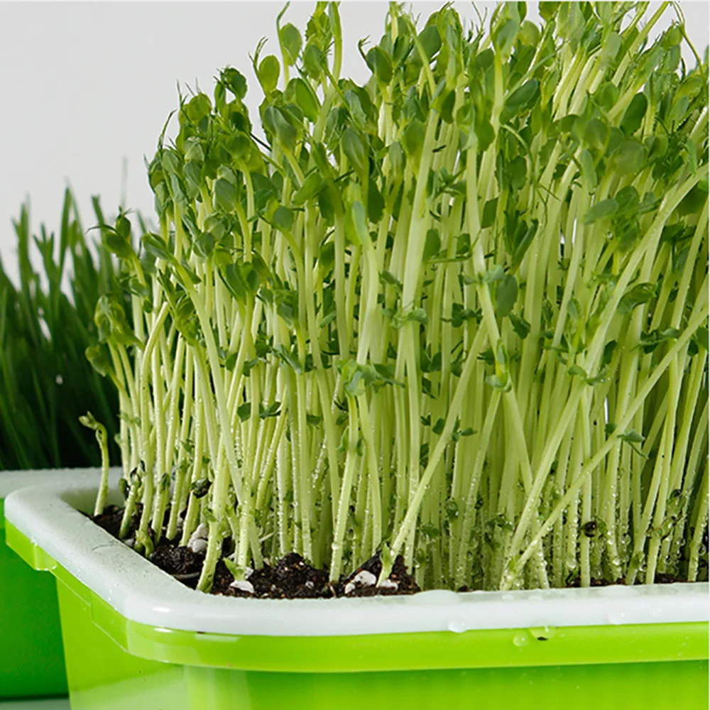 Hydroponics Seedling Tray Double Layer Sprout Plate Hydroponics System To Grow Nursery Pots Tray Vegetable Seedling Pot 3 Sets Hydroponics Seedling Tray Double Layer Sprout Plate Hydroponics System To Grow Nursery Pots Tray Vegetable Seedling Pot 3 Sets