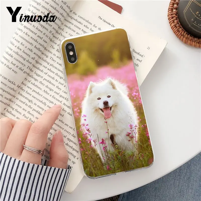 Dog Pomeranian