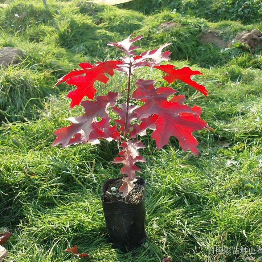 30pcs Red Oak Quercus Tree Bonsai Seeds Alba Acorns Pure Bonsai