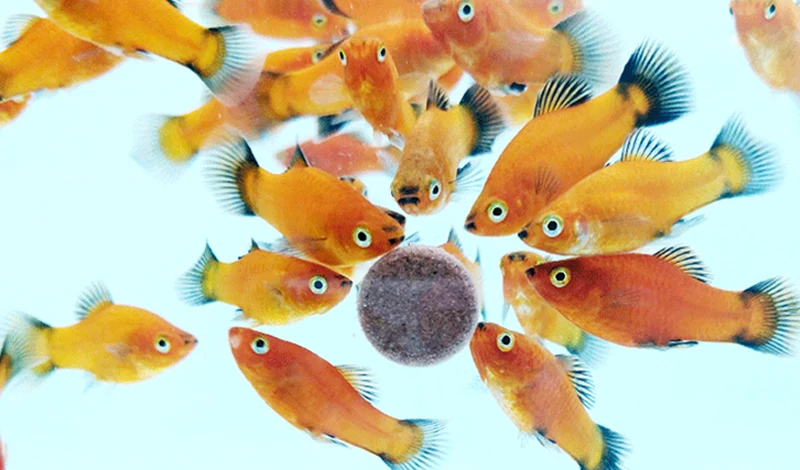 Рыба пищевая таблетка астацин креветка аквариум Кормление аквариум тропический сом таблетки корм для рыб 60 г