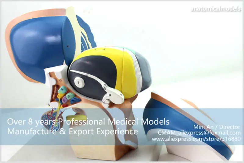 BRAIN13 CMAM MODEL Brain Diencephalon Thalamus Medical Model 2
