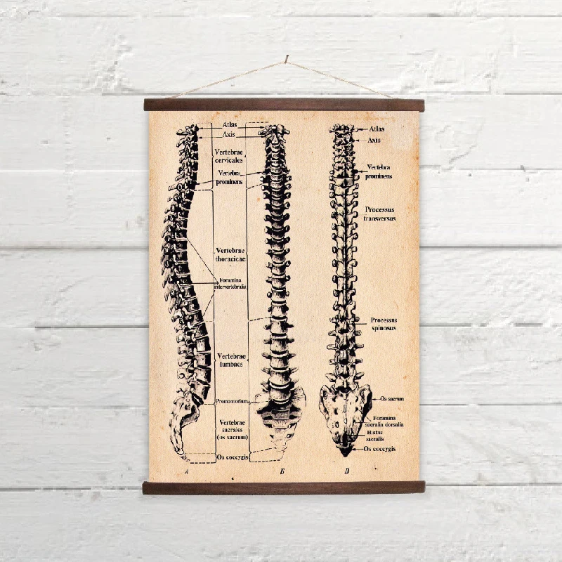 Человеческий позвоночник винтажные плакаты и принты руководство по терапии Анатомия иллюстрация Искусство Холст Живопись медицинский доктор офис Декор