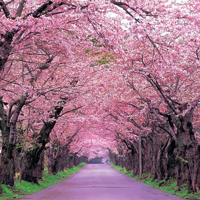 q significa cherry tree fleurs q significa cherry tree fleurs