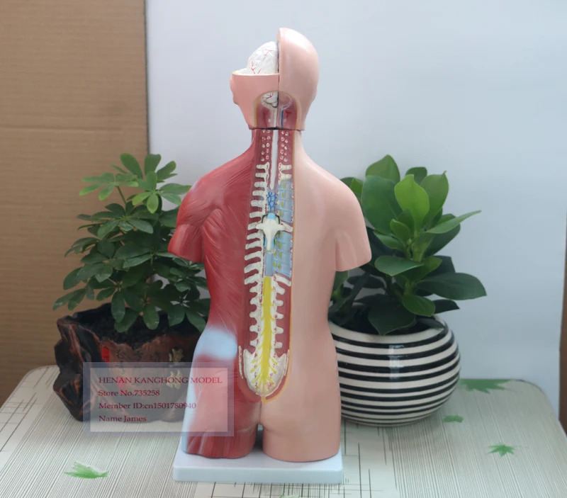 Туловище унисекс 45 см 23 детали тело человека|human body anatomy|human torsohuman torso model |