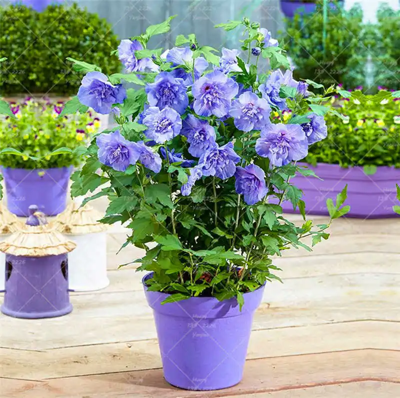 

100PCS Hibiscus Deciduous Shrub Bonsai Plant Flower Indoor And Outdoor Plants Family Garden Garden Decoration Potted Planting