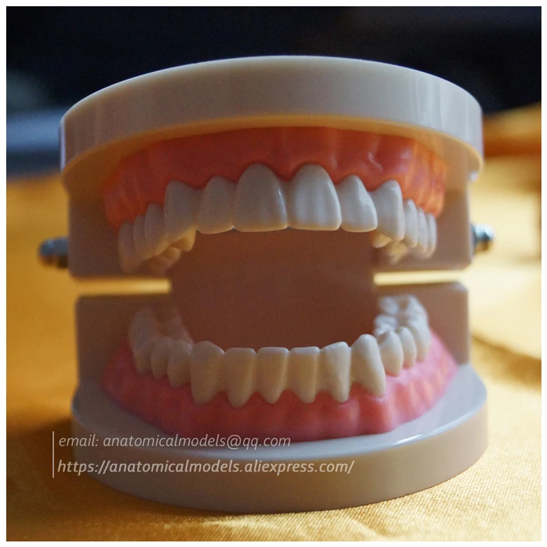 CMAM-DH209 Orthodontics dental chinamedicalanatomicalmodels 5 