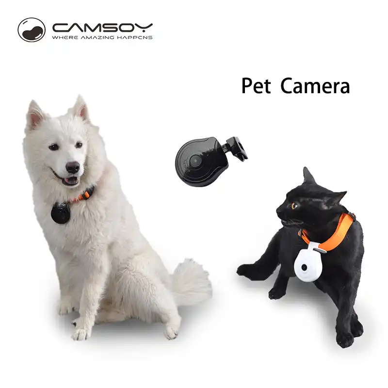 dog video camera