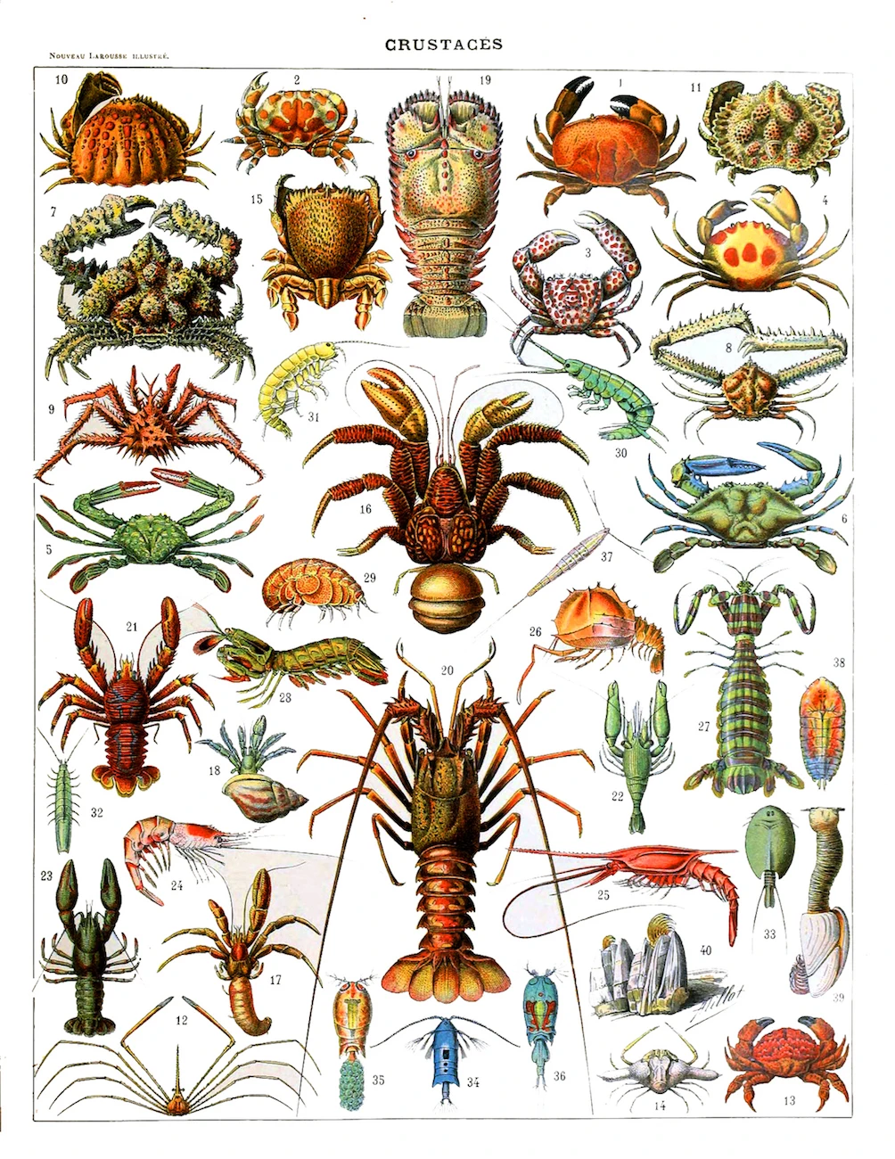 Vintage Adolphe Millot Encyclopedia Posters Reptiles Crayfish Fish Classic Canvas Paintings Wall Stickers Nursery Decor - Цвет: Светло-серый