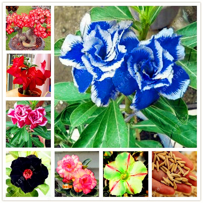2 pcs/bag Desert Rose seeds adenium obesum seeds Bonsai Flower seeds Double Petals potted plant for home garden 100% true seed