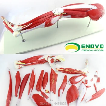 

ENOVO Medical human lower extremity muscle anatomy model movement leg bone rehabilitation exercise teaching