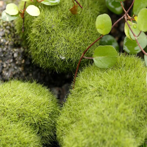 

Artificial mini Moss Stones Grass Home Garden Bonsai Decoration For Garden Path Home Decor Micro-landscape decoration