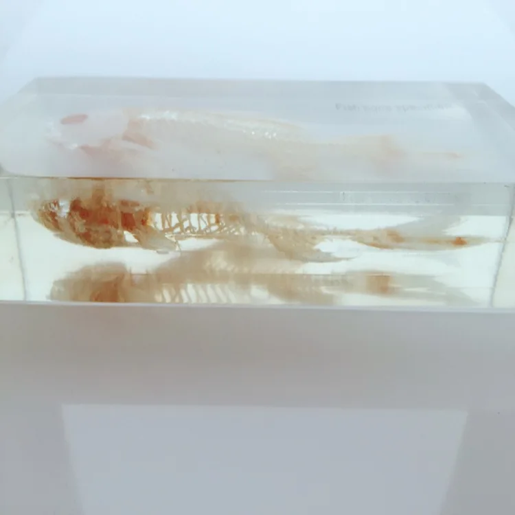 Рыба Скелет встроенный образец прозрачная смола настоящие рыбьи кости животные Скелет образец модель биология Анатомия учебные материалы
