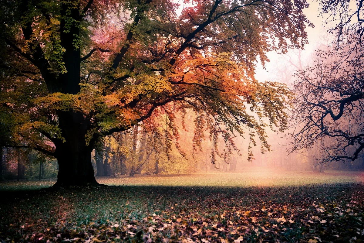 Vergelijk prijzen op nature posters online winkelen / kopen lage ...