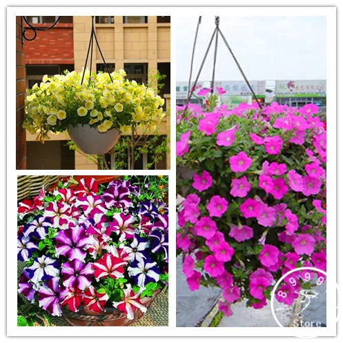 

24 kinds hanging petunia bonsai,garden Petunia, Petunia plant, Mixed color - 200 Pcs/lot,#UDB4DN