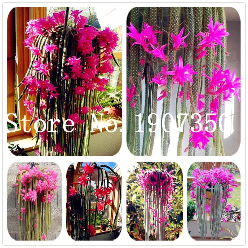 100 pcs Climbing plant Echinopsis Tubiflora Flowering Cactus bonsai plant Rare Flower Perennial Ornamental Mini Plant