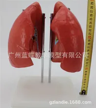 1:1 Manusia Ukuran Hidup Sistem Pernapasan Paru-paru Model Anatomi Medis(China)